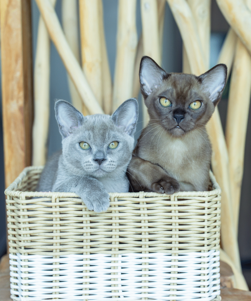 Why I recommend adopting two kittens instead of one